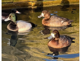 Greater Scaup